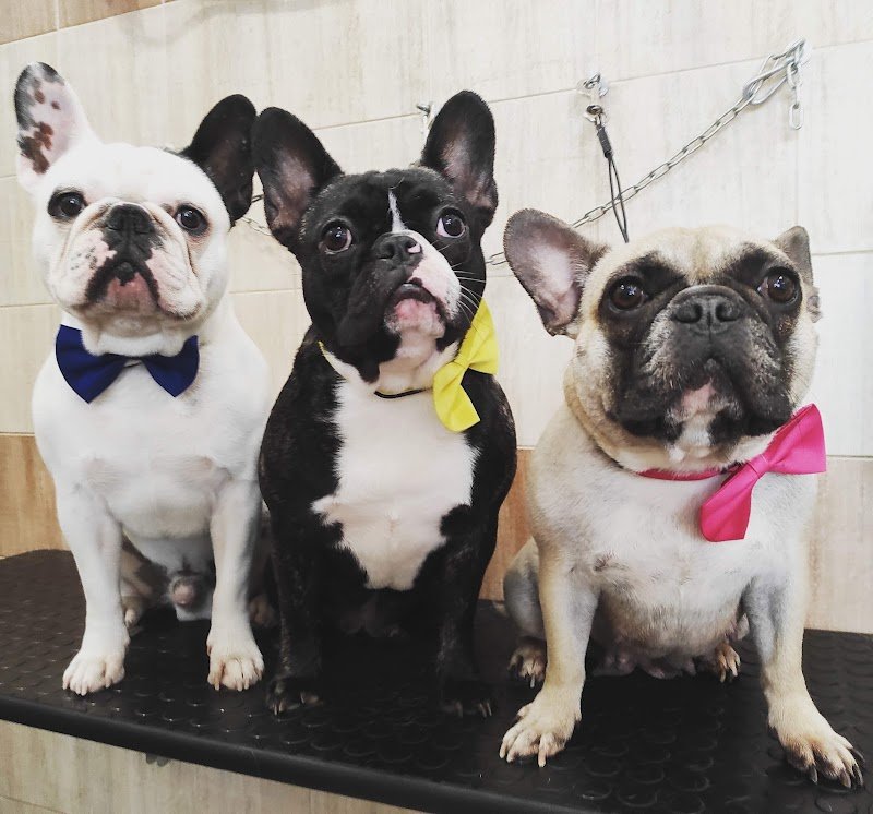 Chi Fa Da Sè Fa Per 3! Toelettatura Professionale & Self Service - Foto 2