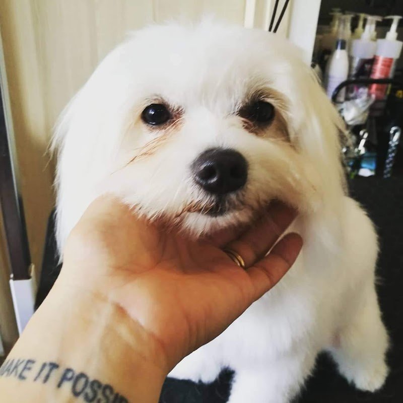 Chi Fa Da Sè Fa Per 3! Toelettatura Professionale & Self Service - Foto 3