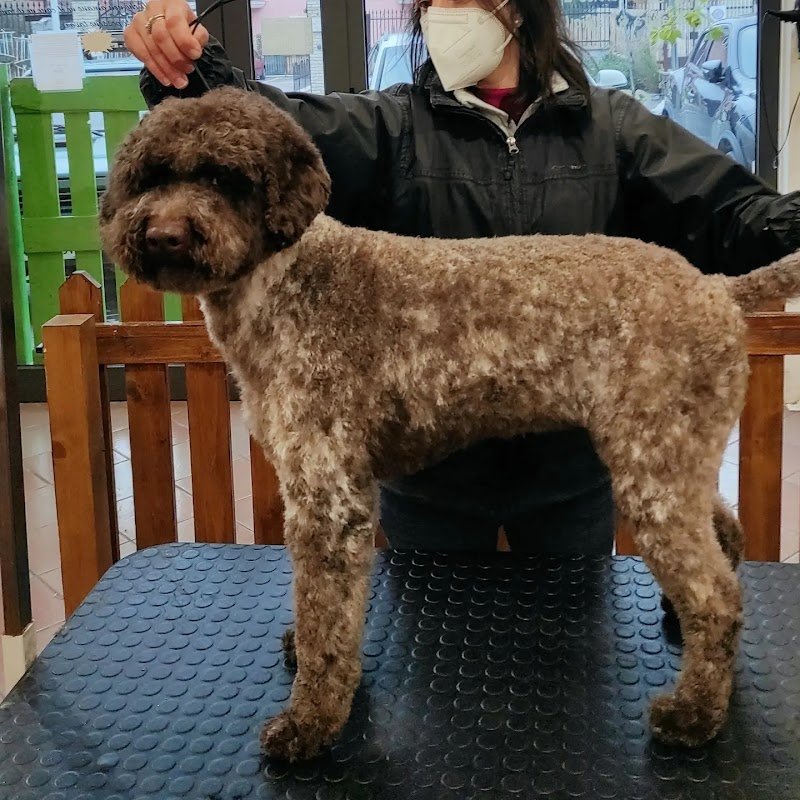 Chi Fa Da Sè Fa Per 3! Toelettatura Professionale & Self Service - Foto 4