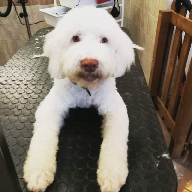 Chi Fa Da Sè Fa Per 3! Toelettatura Professionale & Self Service - Foto 5