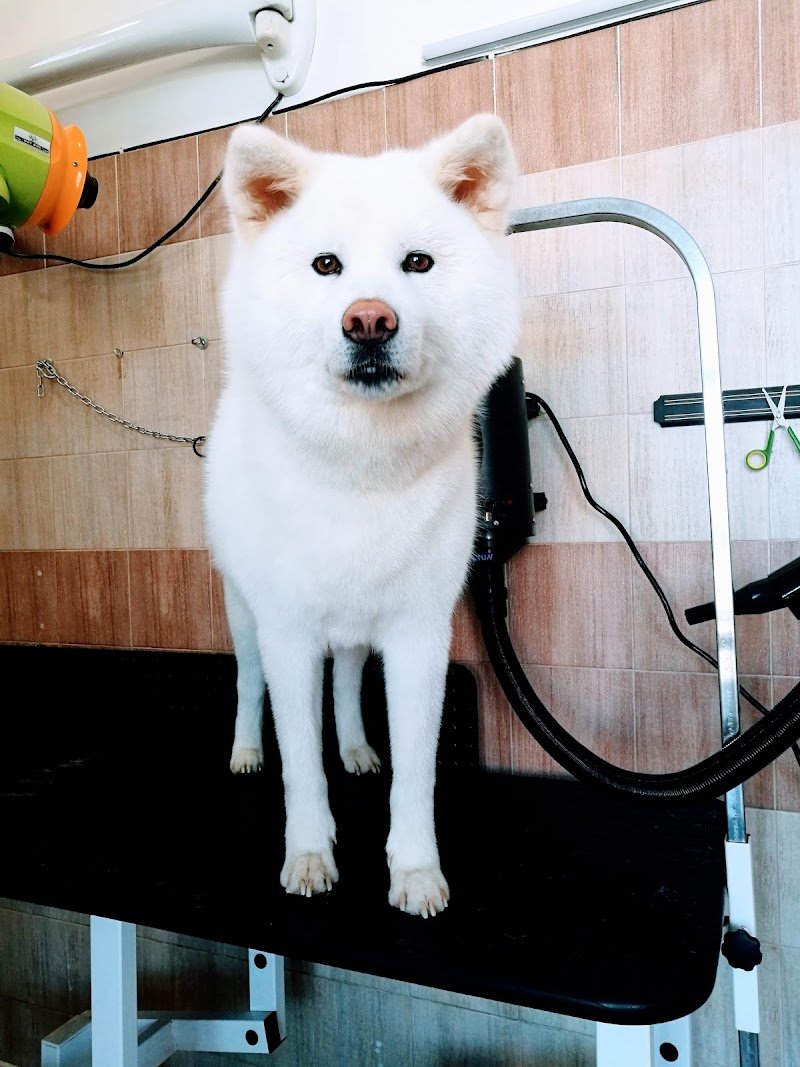 Chi Fa Da Sè Fa Per 3! Toelettatura Professionale & Self Service - Foto 6