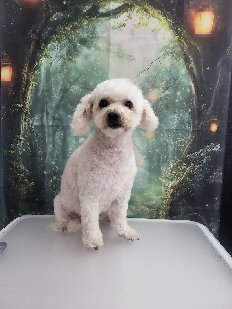 Chic Chanelle Pet Beauty - Foto 1