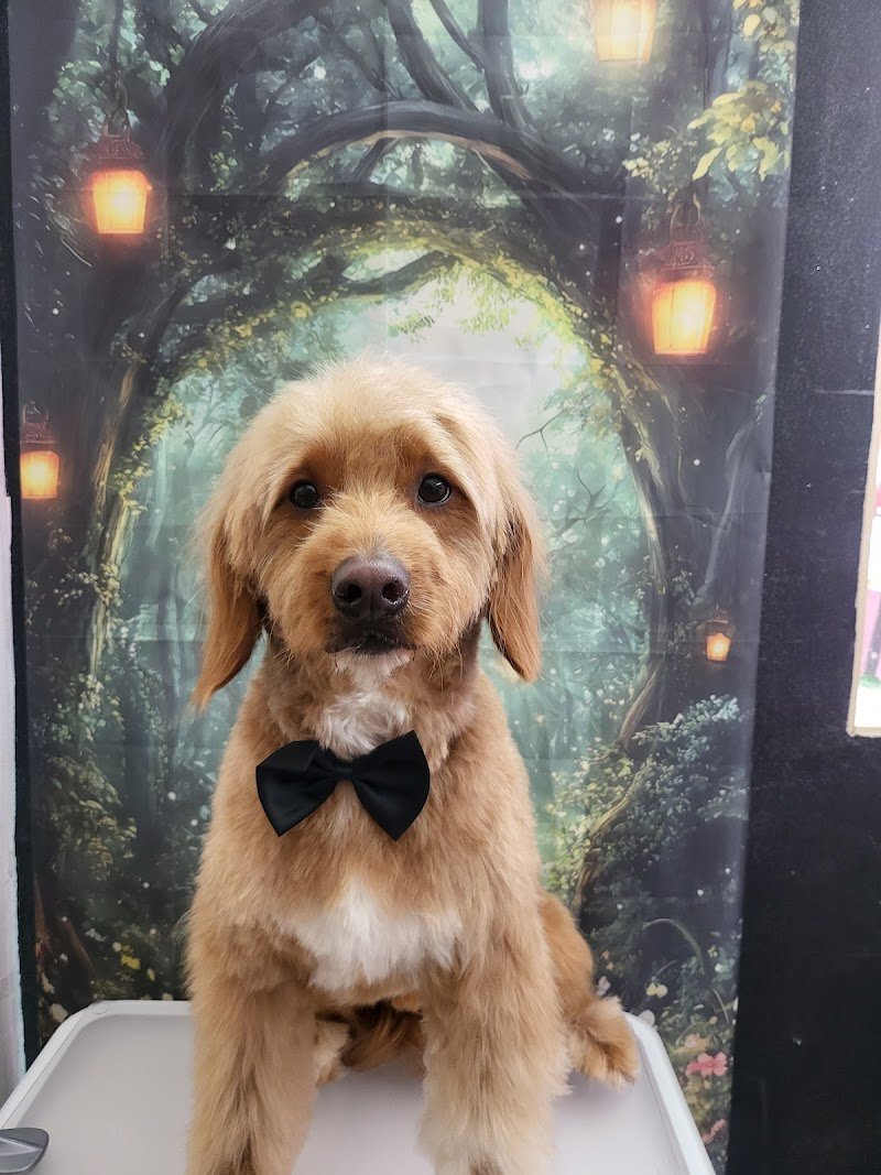 Chic Chanelle Pet Beauty - Foto 2