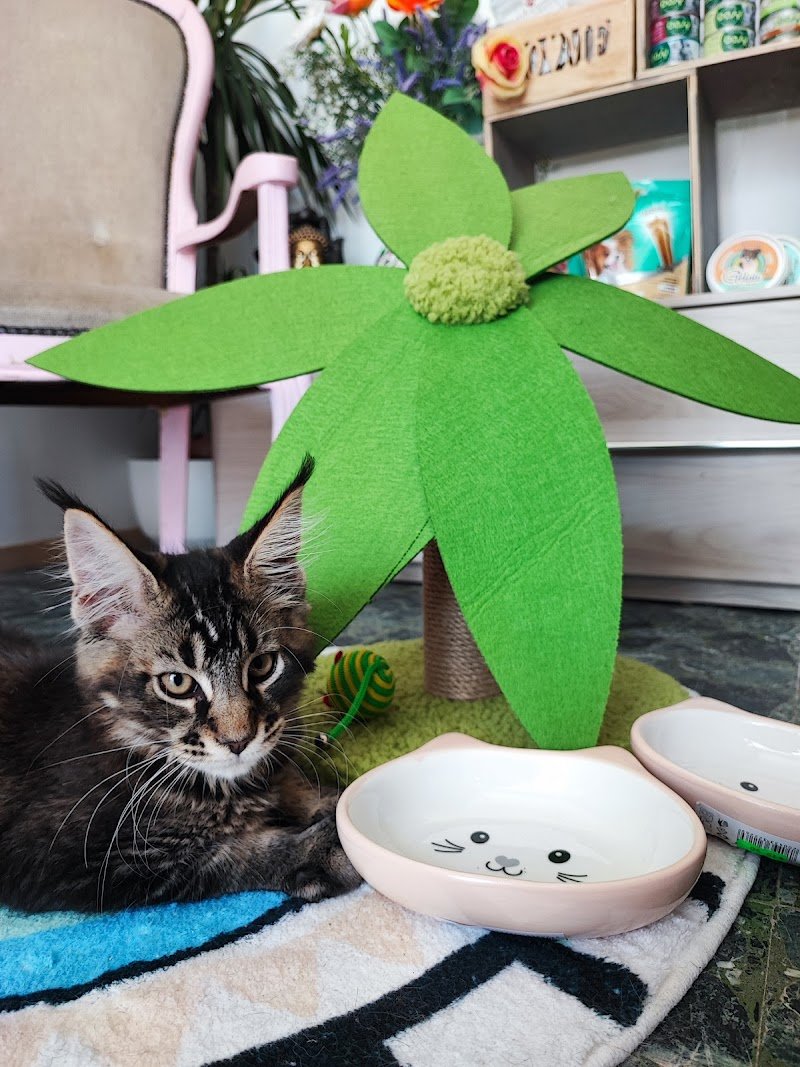 Chic Chanelle Pet Beauty - Foto 3