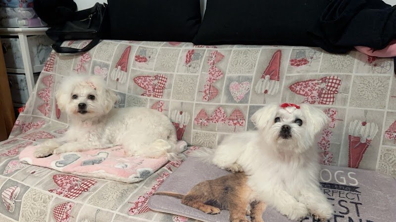 Chic Chanelle Pet Beauty - Foto 4