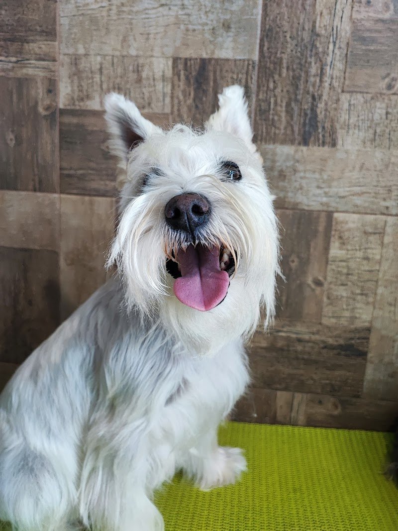 Chic Chanelle Pet Beauty - Foto 5