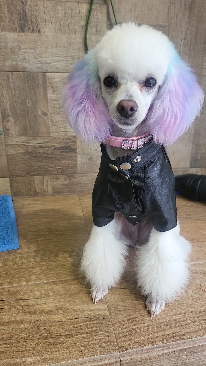 Chic Chanelle Pet Beauty - Foto 6