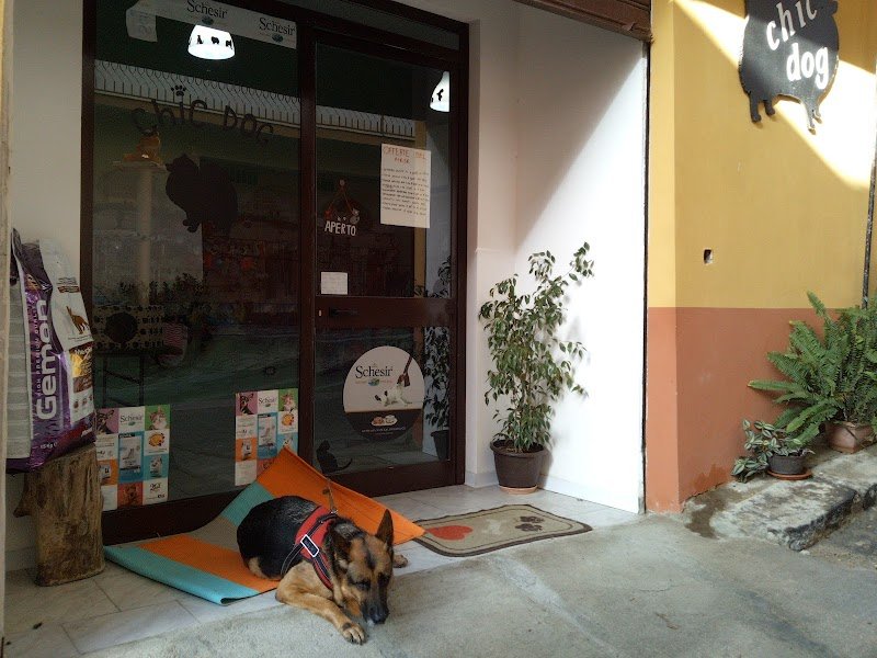 Chic dog di Anna Consiglio - Foto 1