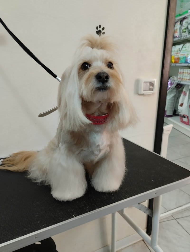 Chic dog di Anna Consiglio - Foto 2