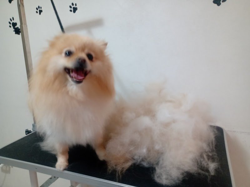 Chic dog di Anna Consiglio - Foto 3