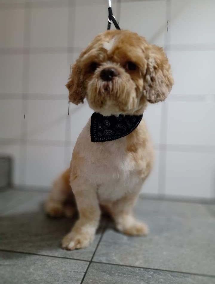 Chic dog di Anna Consiglio - Foto 5