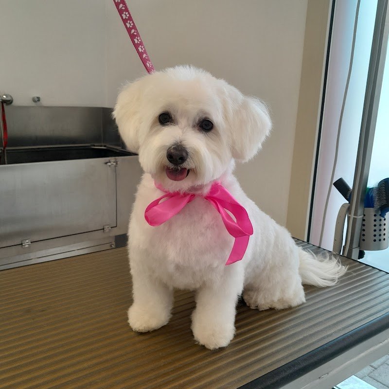 Chic le pet! - Foto 2