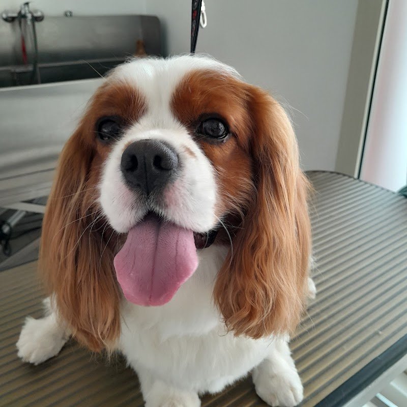 Chic le pet! - Foto 3