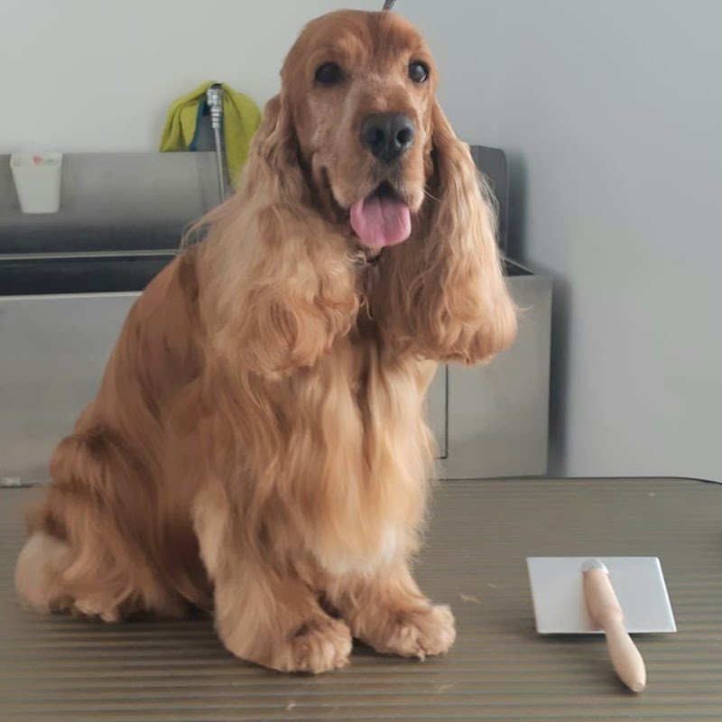 Chic le pet! - Foto 4