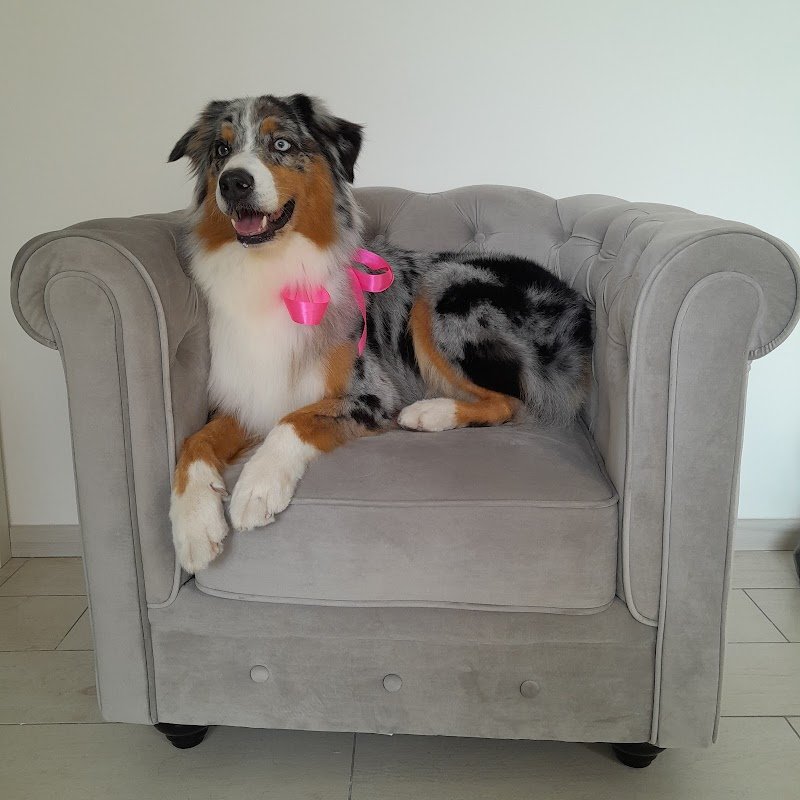 Chic le pet! - Foto 5