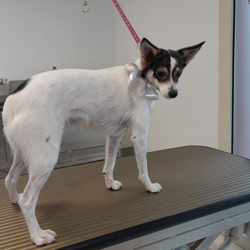 Chic le pet! - Foto 6