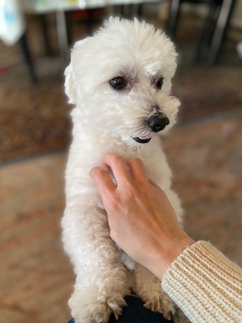 Chic my Dog - Foto 1