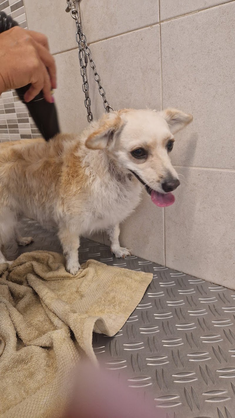 Chic my Dog - Foto 2