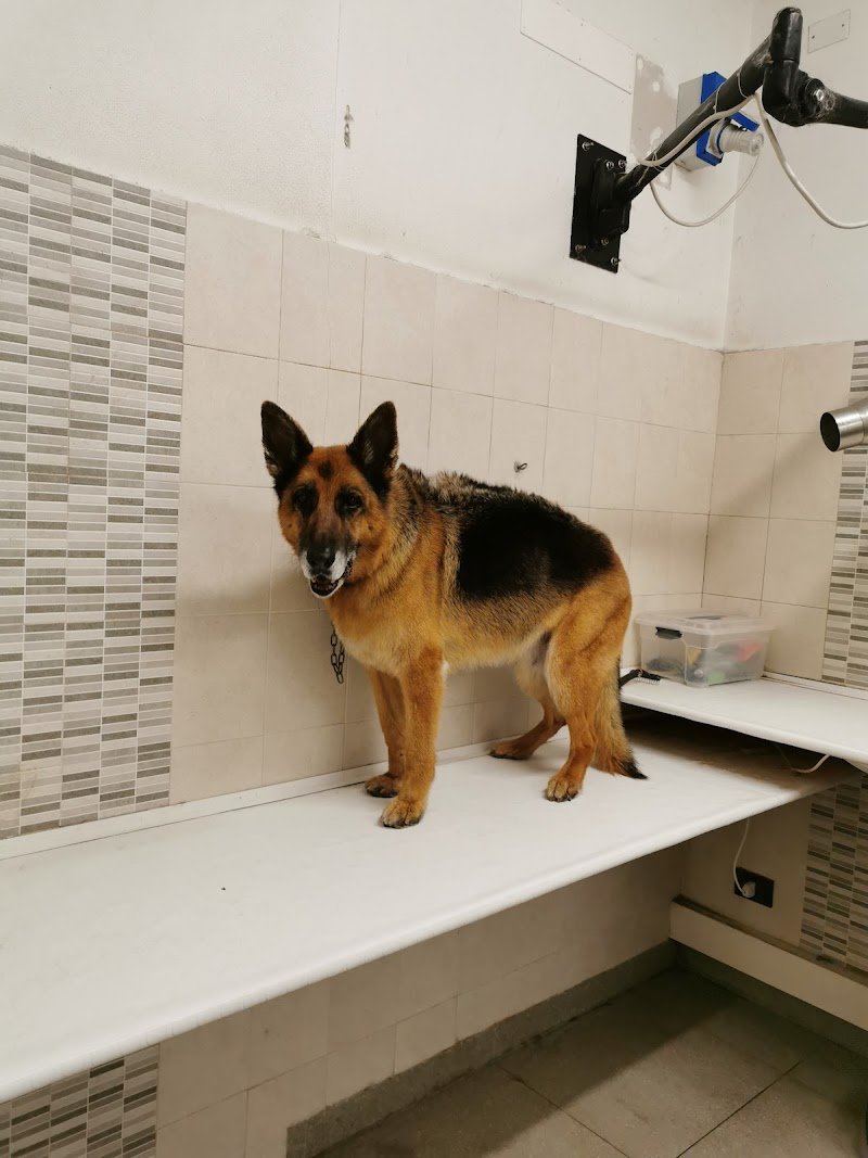 Chic my Dog - Foto 3