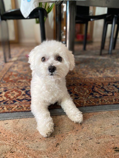 Chic my Dog - Foto 5