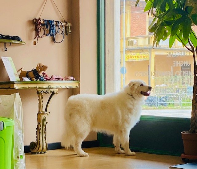 Chicapui Pet - Foto 1