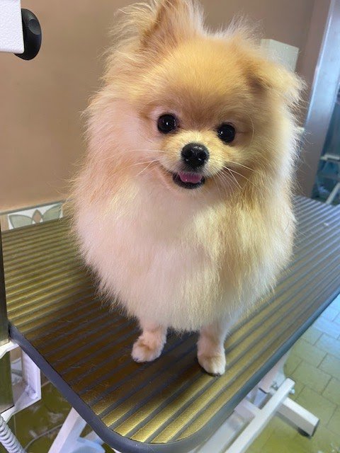 Chicapui Pet - Foto 2