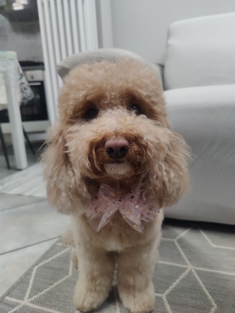 Chicapui Pet - Foto 3