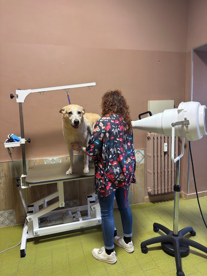 Chicapui Pet - Foto 4