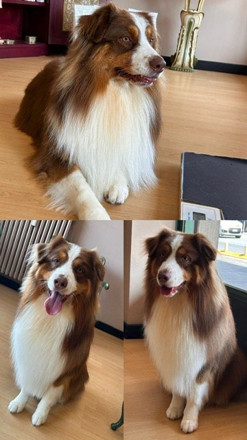 Chicapui Pet - Foto 5