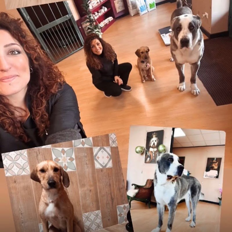 Chicapui Pet - Foto 6