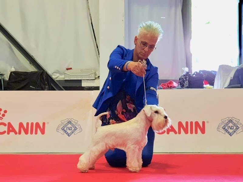 Ciak si taglia di Surian Michela Schnauzer - Foto 1