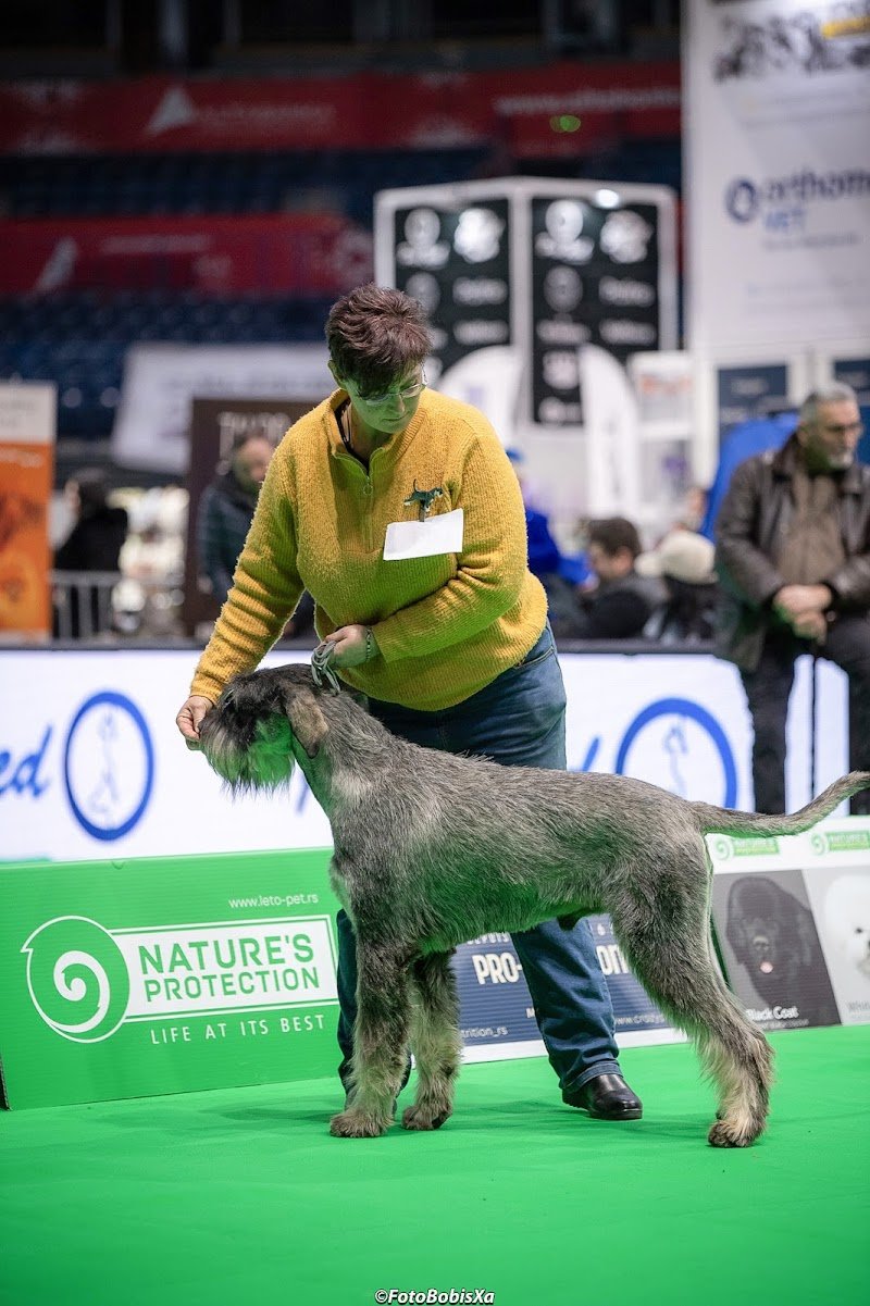 Ciak si taglia di Surian Michela Schnauzer - Foto 2