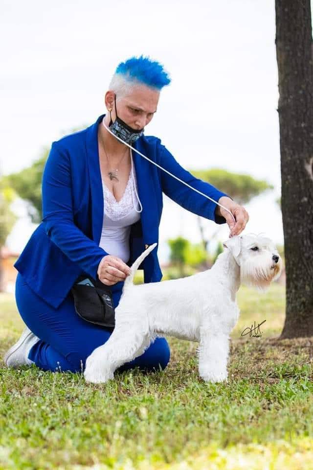 Ciak si taglia di Surian Michela Schnauzer - Foto 3