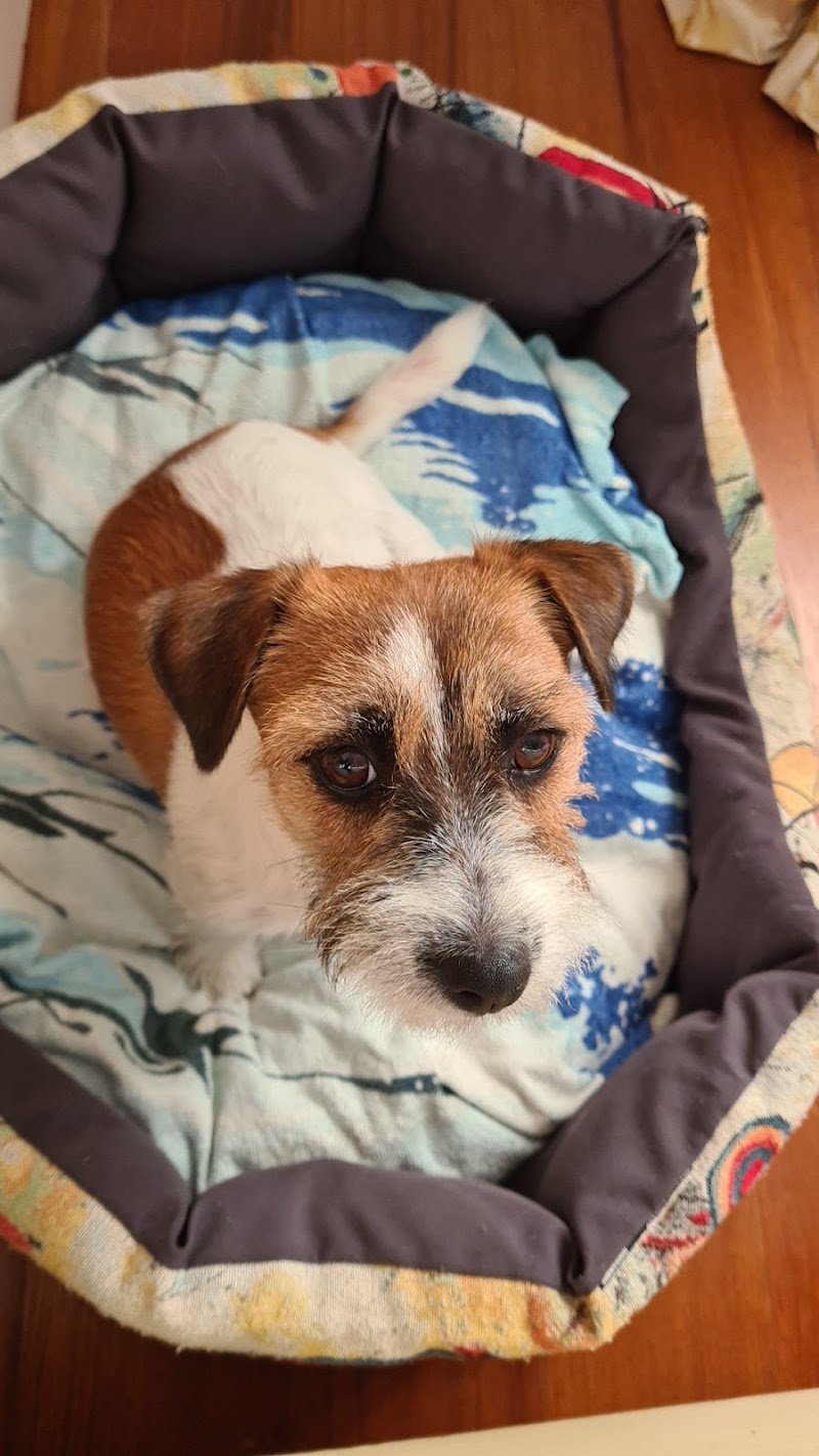 Cip & Ciop Toelettatura cani e gatti - Foto 2