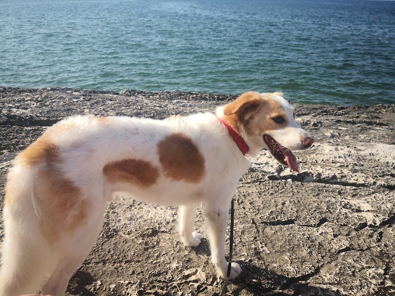 Cip & Ciop Toelettatura cani e gatti - Foto 1