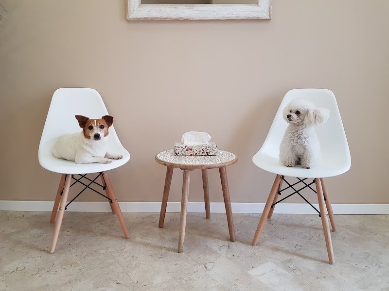 CityDog Padova Toelettatura - Foto 1