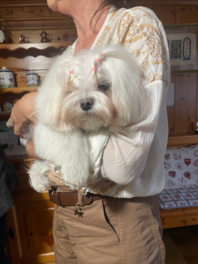 CityDog Padova Toelettatura - Foto 2