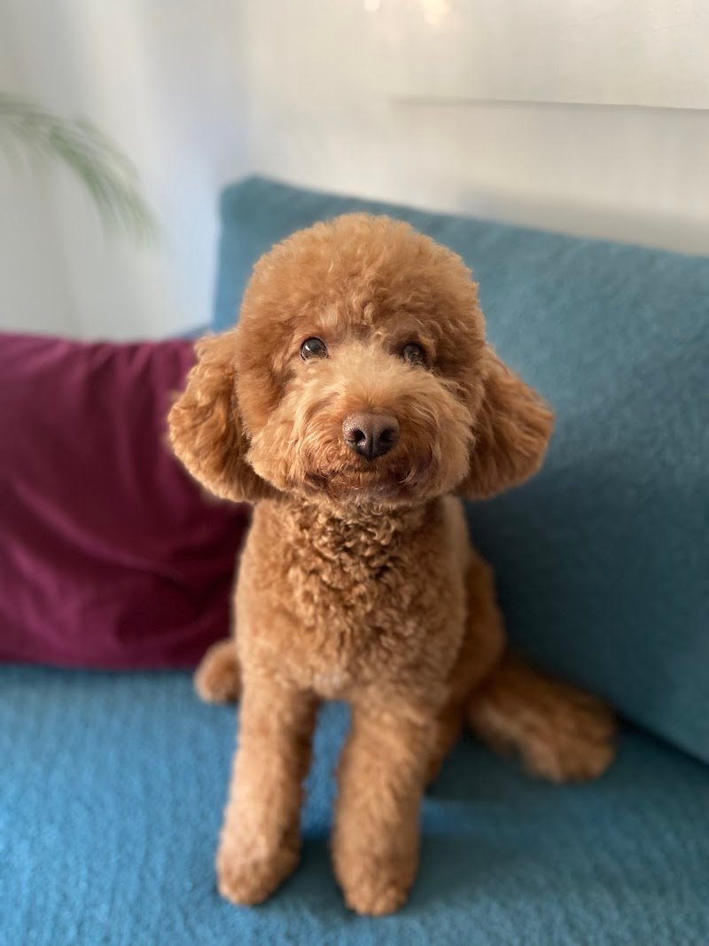 CityDog Padova Toelettatura - Foto 3