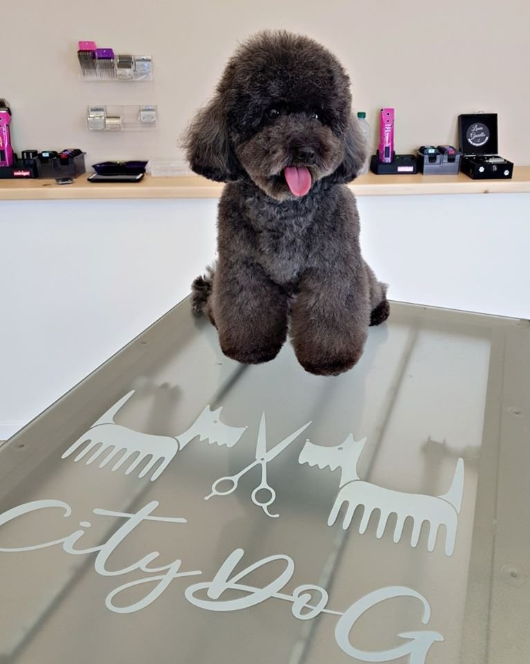 CityDog Padova Toelettatura - Foto 4