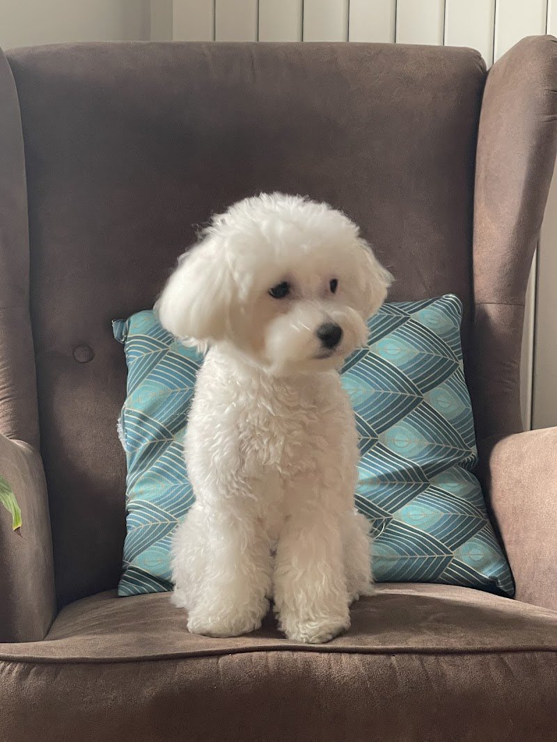 CityDog Padova Toelettatura - Foto 5