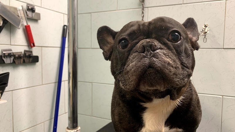 Ciuffi ribelli - Foto 1