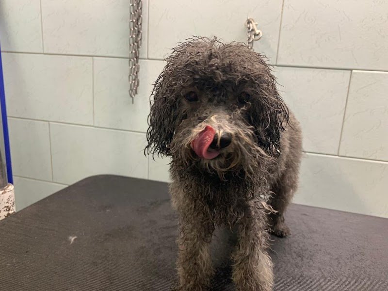 Ciuffi ribelli - Foto 2