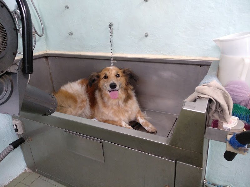 Ciuffi ribelli - Foto 3