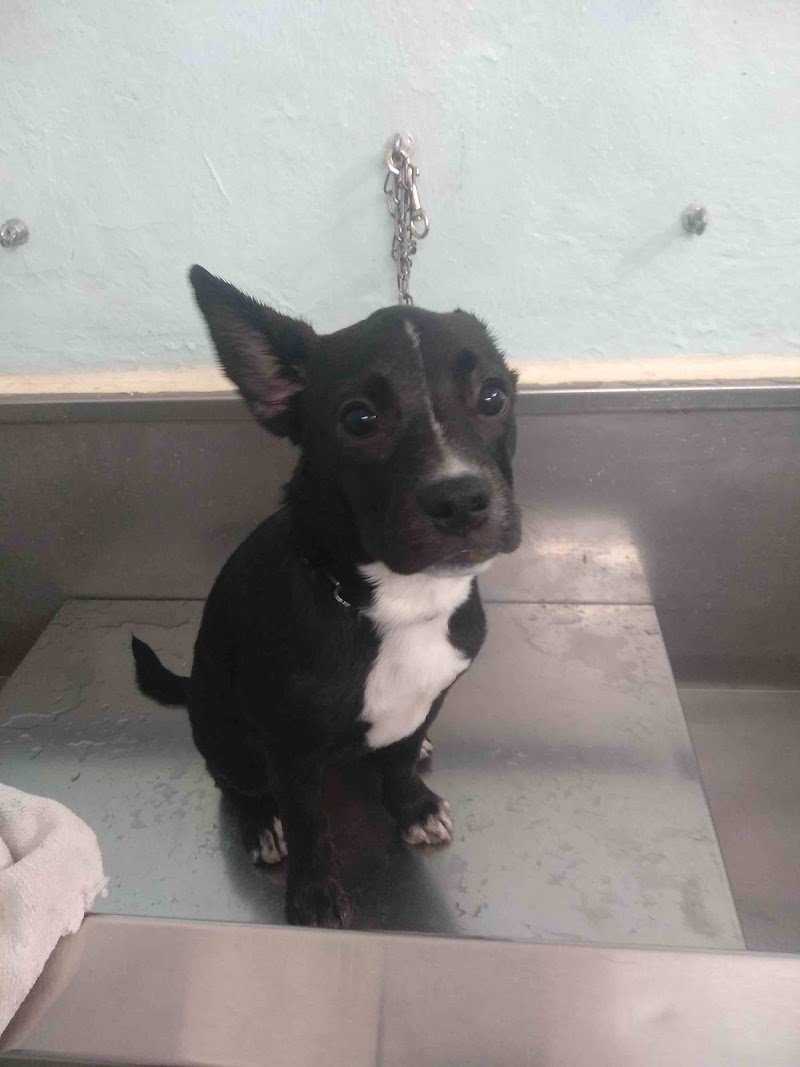 Ciuffi ribelli - Foto 5