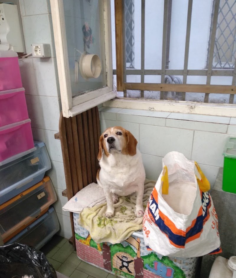 Ciuffi ribelli - Foto 6