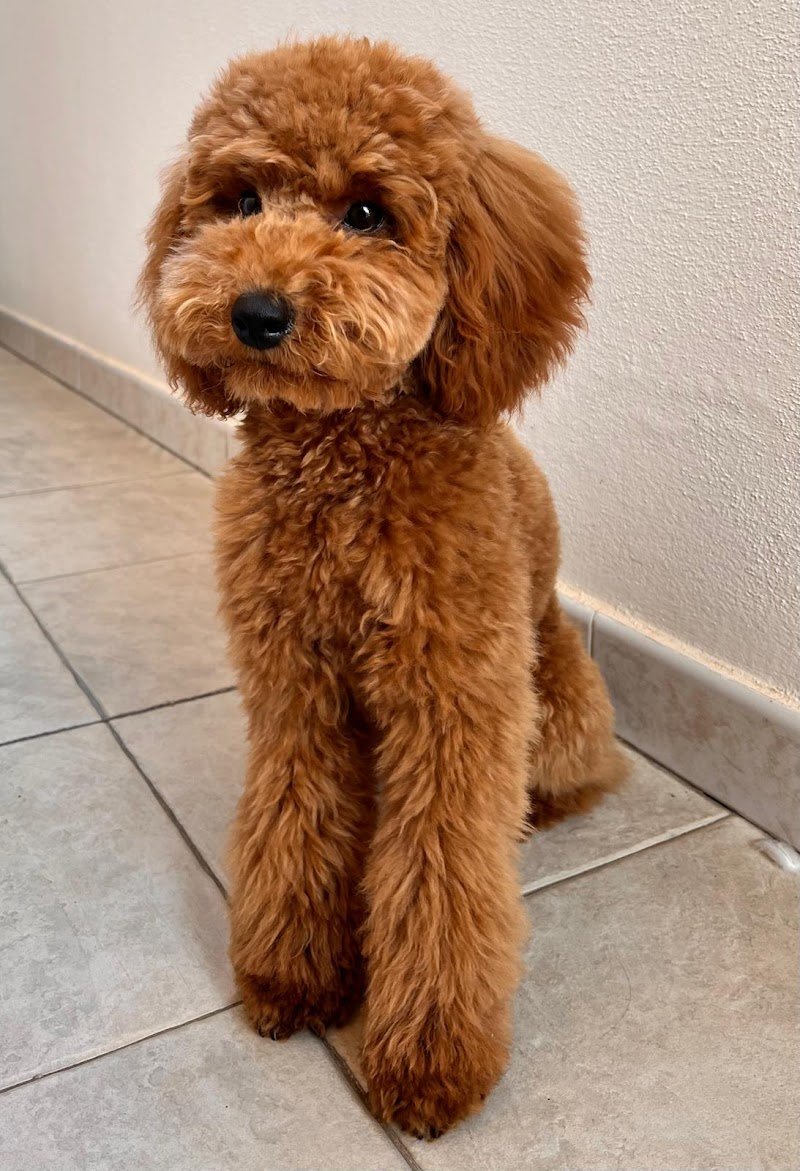 Claire di Mele Valentina - Foto 2