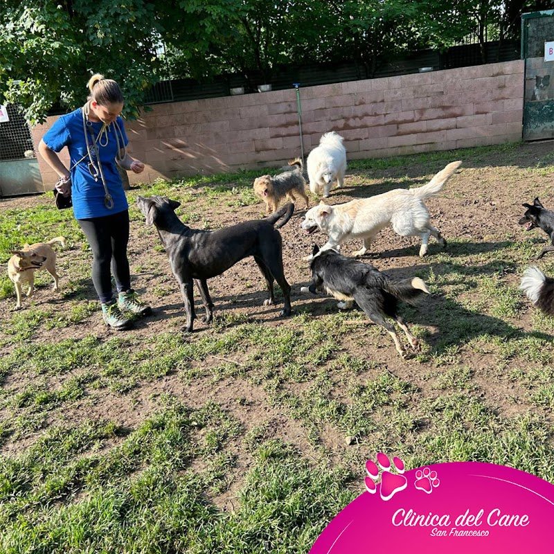 Clinica del Cane "San Francesco" | Servizi per cani e gatti - Foto 2