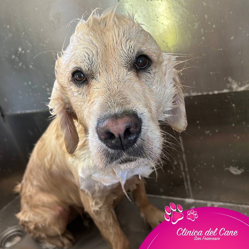 Clinica del Cane "San Francesco" | Servizi per cani e gatti - Foto 3