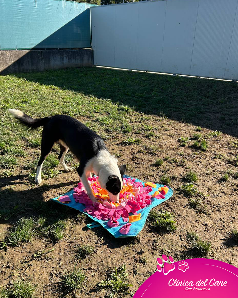 Clinica del Cane "San Francesco" | Servizi per cani e gatti - Foto 4