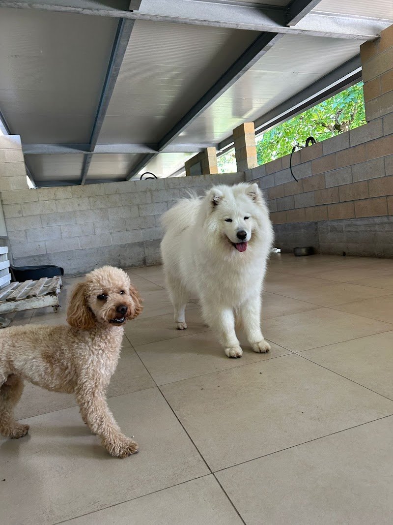 Clinica del Cane "San Francesco" | Servizi per cani e gatti - Foto 6